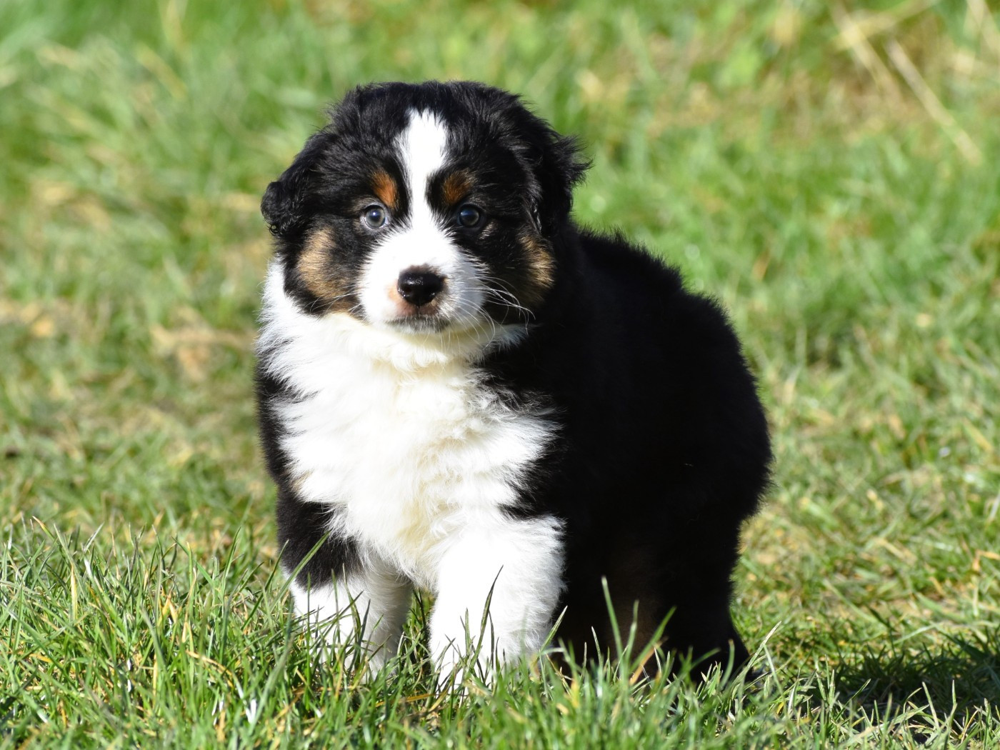 De La Folle Emprise - Chiots disponibles - Berger Américain Miniature 