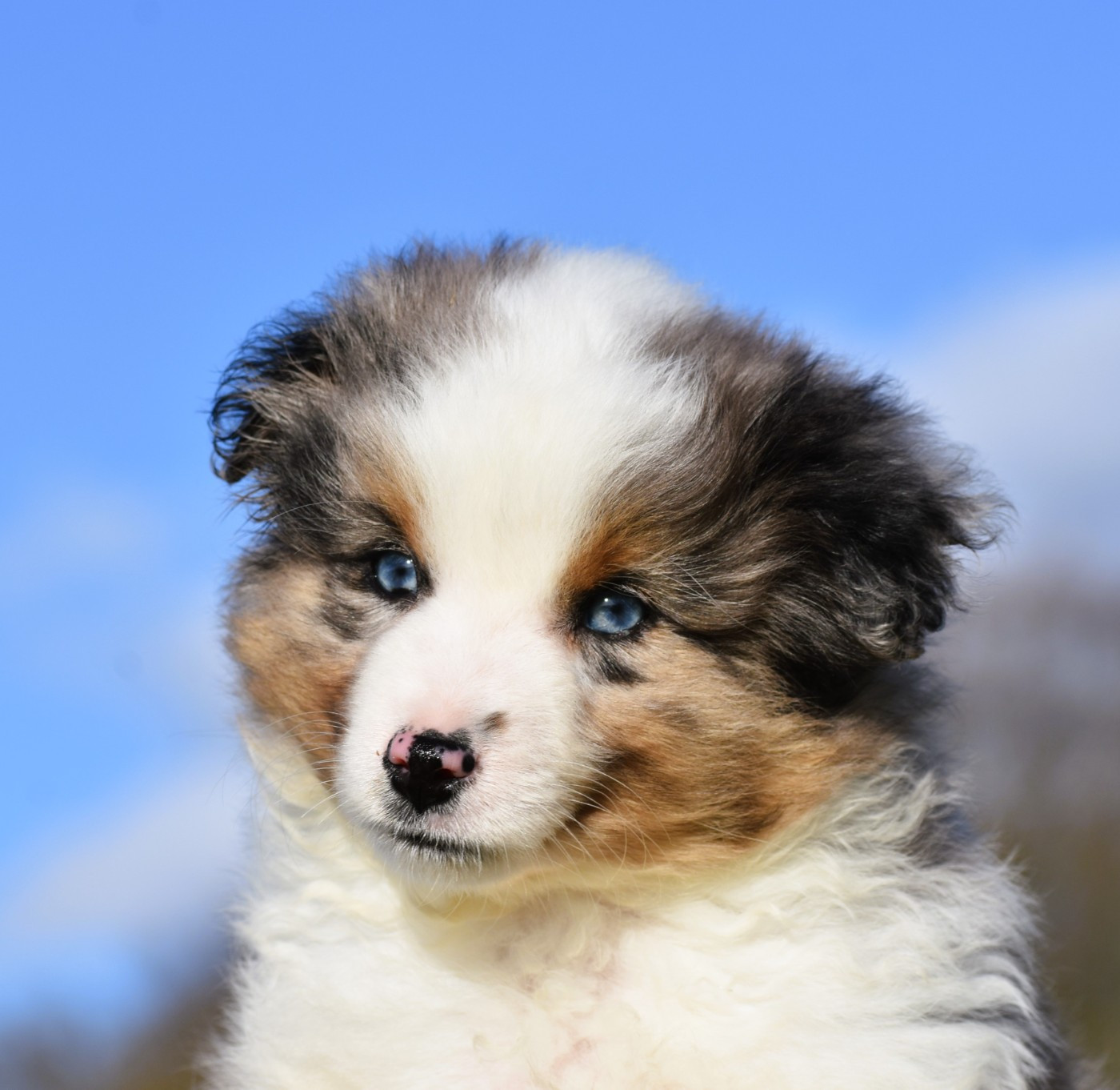 De La Folle Emprise - Chiots disponibles - Berger Américain Miniature 