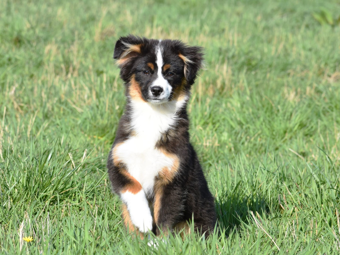 De La Folle Emprise - Chiots disponibles - Berger Américain Miniature 