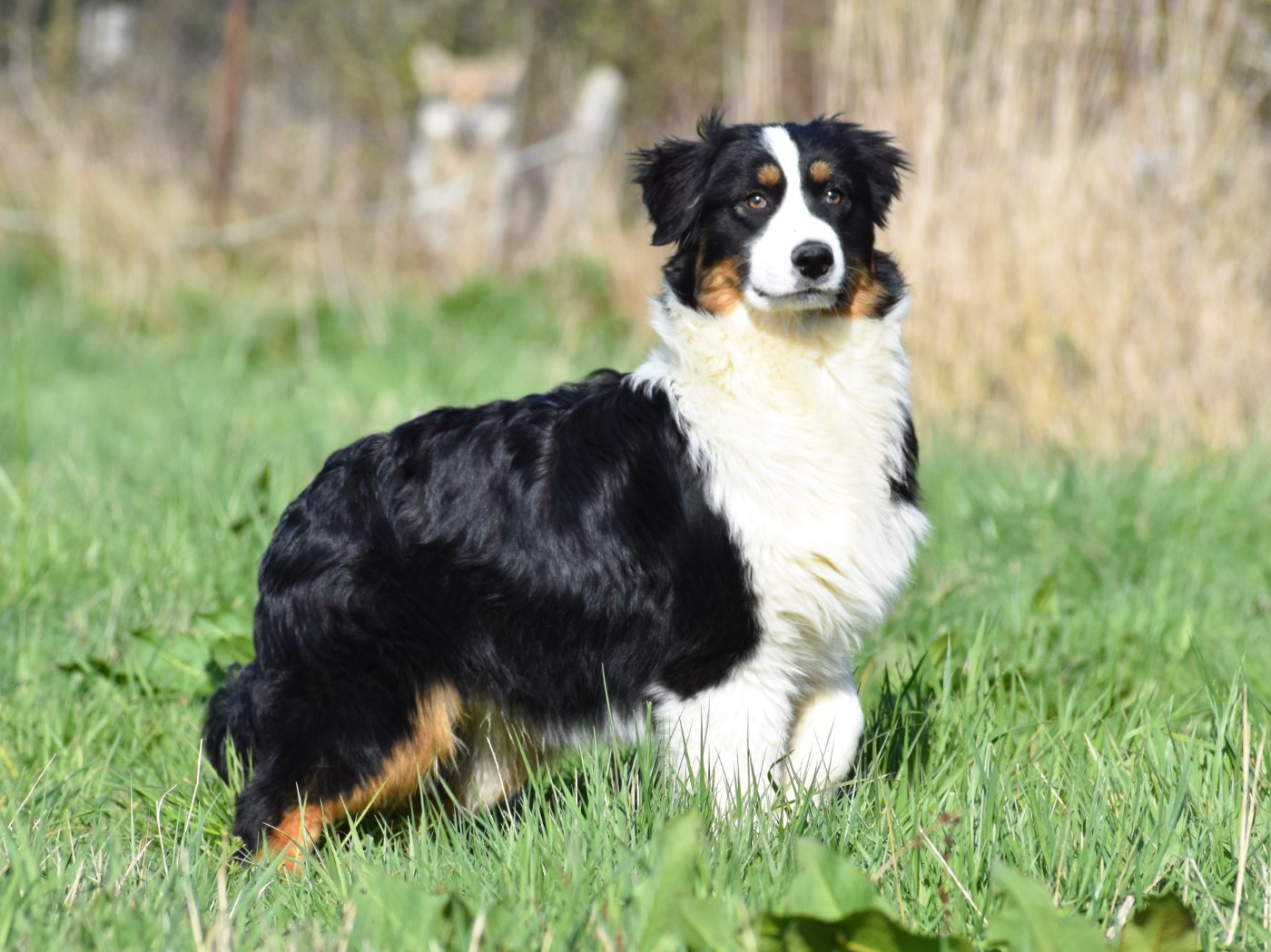 De La Folle Emprise - Chiots disponibles - Berger Australien