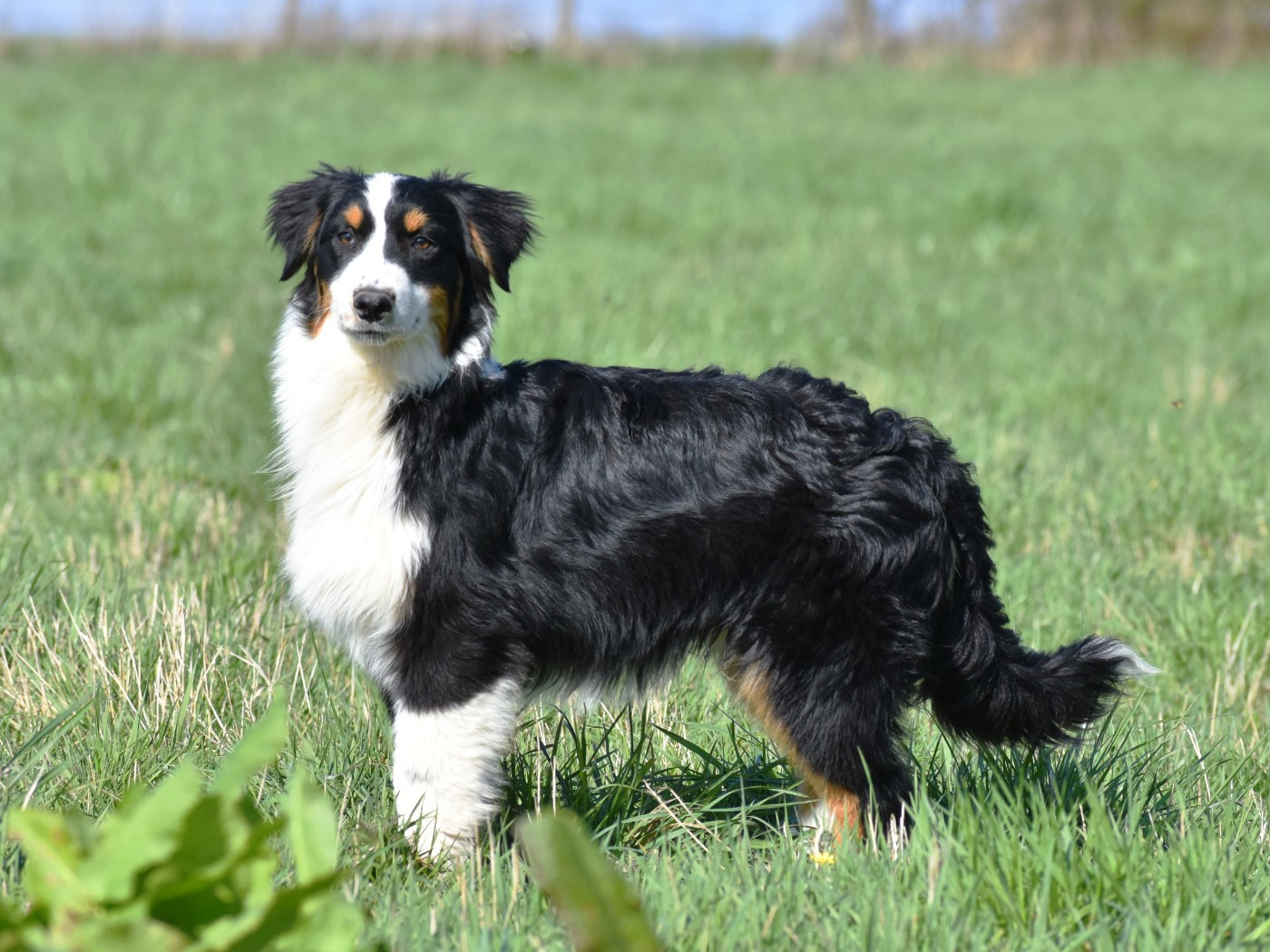 De La Folle Emprise - Chiots disponibles - Berger Australien