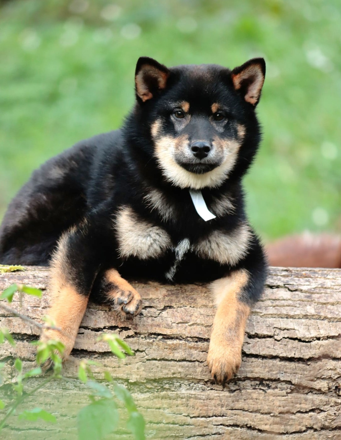 De La Folle Emprise - Chiots disponibles - Shiba