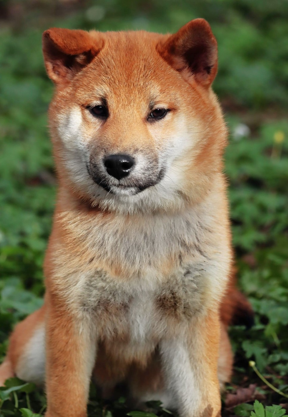 De La Folle Emprise - Chiots disponibles - Shiba