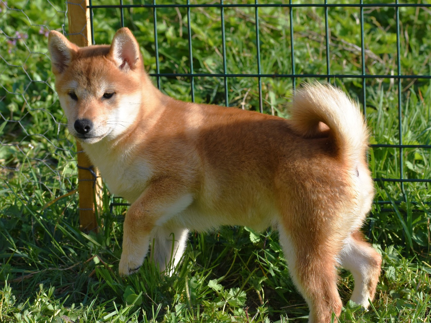 De La Folle Emprise - Chiots disponibles - Shiba