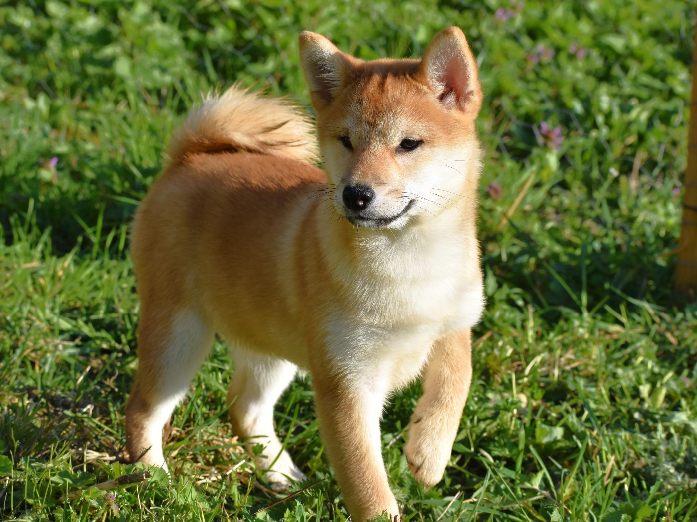 De La Folle Emprise - Chiots disponibles - Shiba