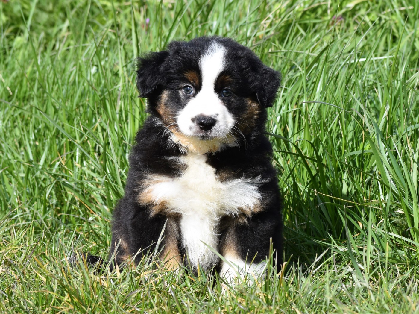 De La Folle Emprise - Chiots disponibles - Berger Américain Miniature 