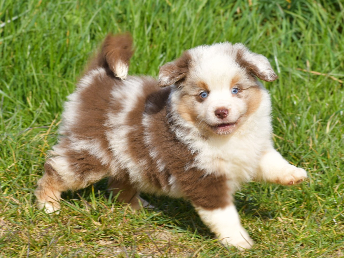 De La Folle Emprise - Chiots disponibles - Berger Américain Miniature 