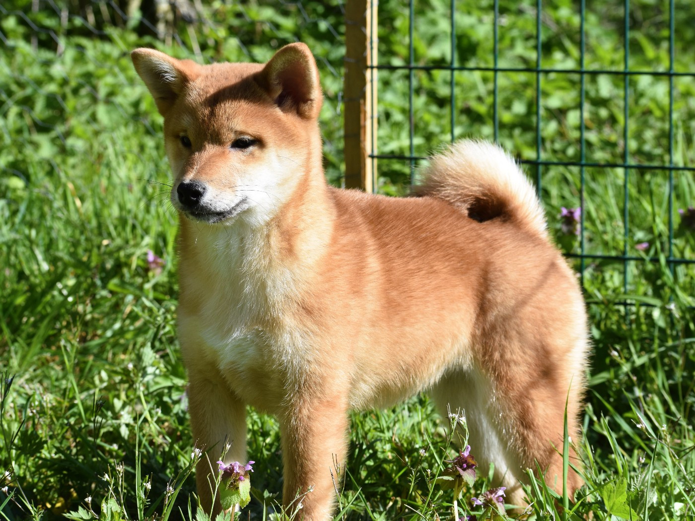 De La Folle Emprise - Chiots disponibles - Shiba