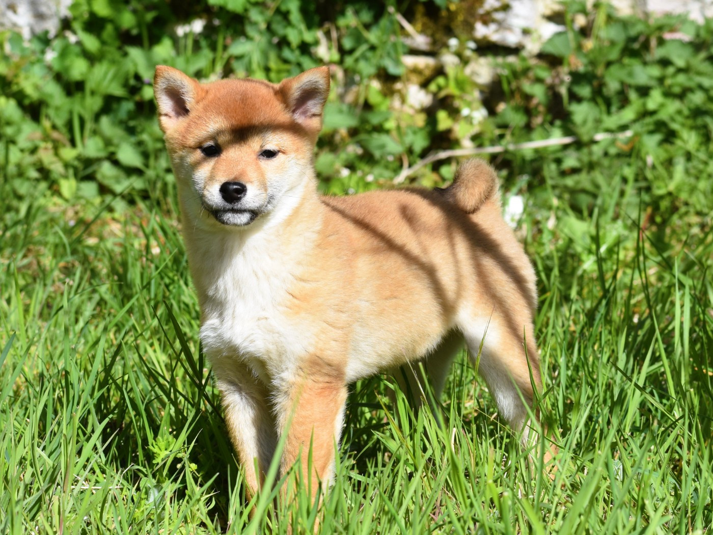 De La Folle Emprise - Chiots disponibles - Shiba