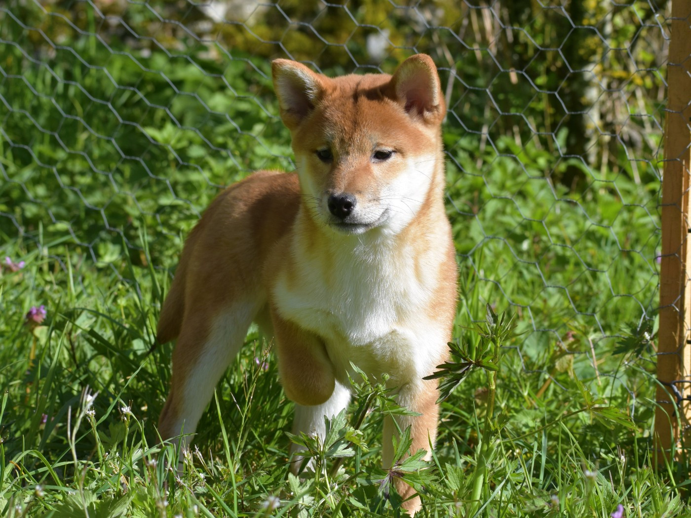 De La Folle Emprise - Chiots disponibles - Shiba