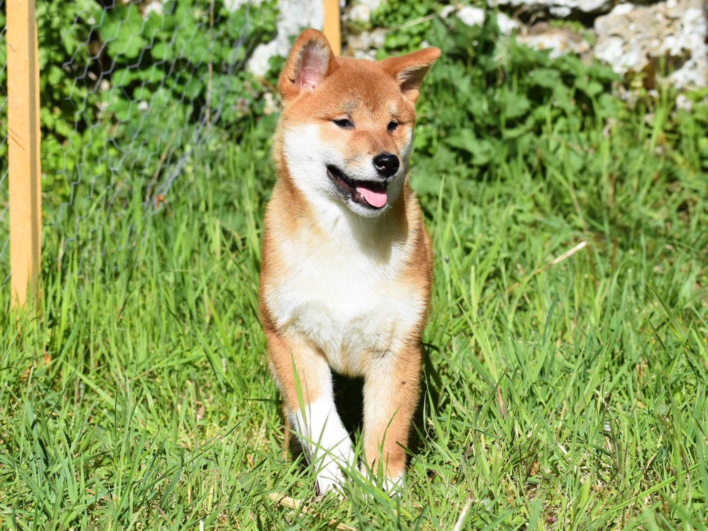 De La Folle Emprise - Chiots disponibles - Shiba