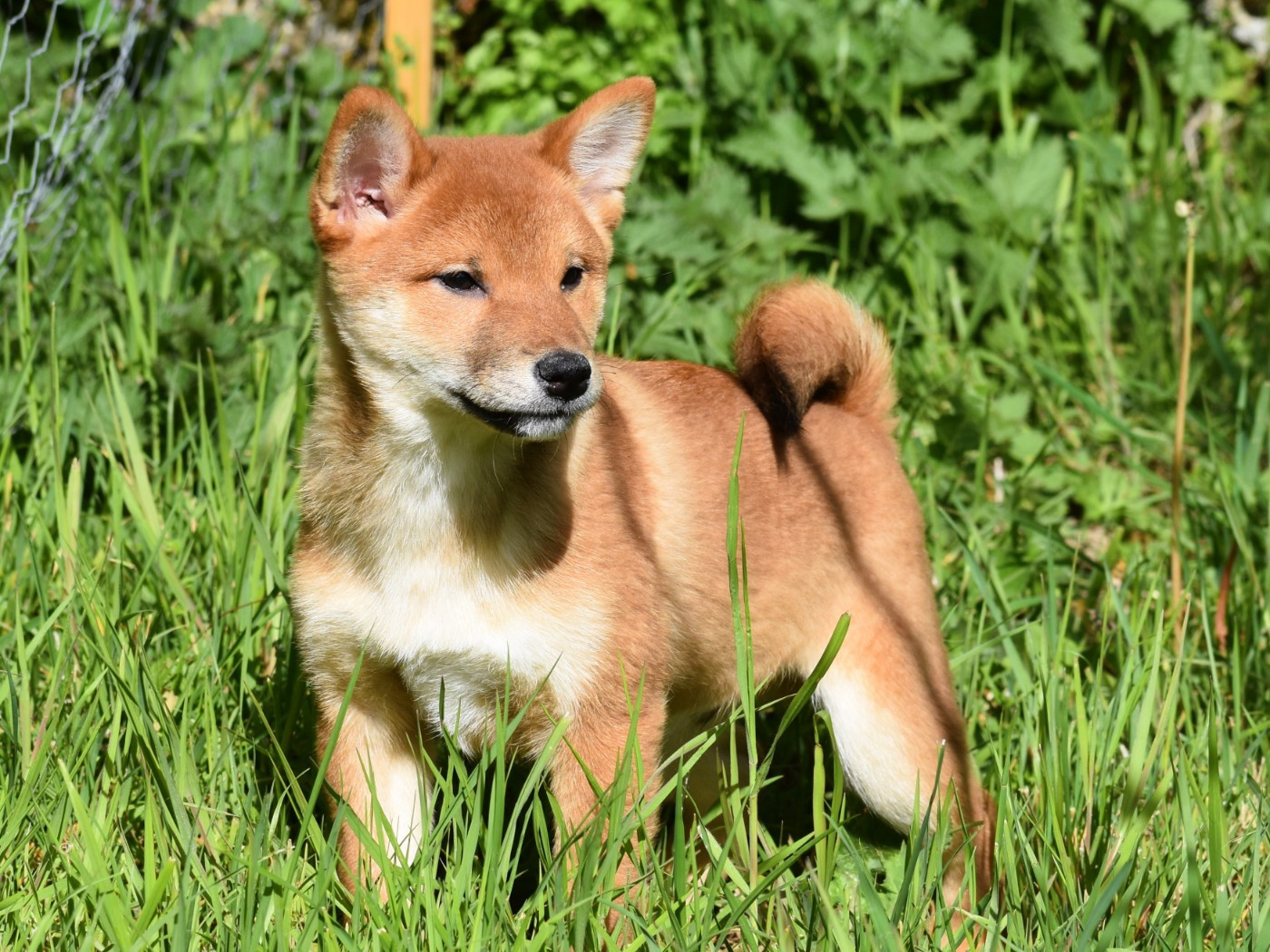 De La Folle Emprise - Chiots disponibles - Shiba