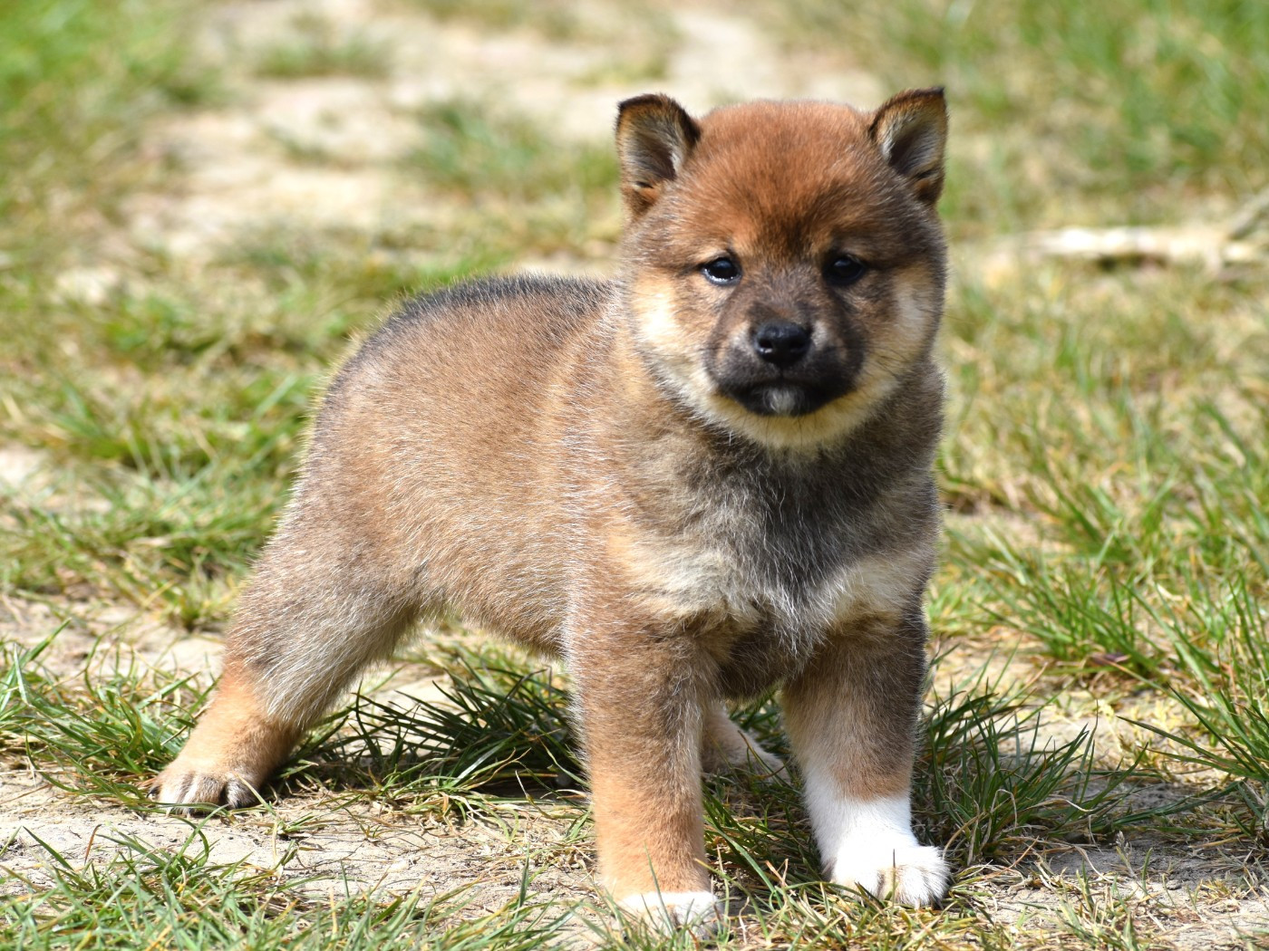 De La Folle Emprise - Chiots disponibles - Shiba