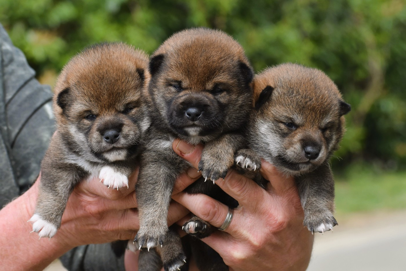 De La Folle Emprise - Chiots disponibles - Shiba