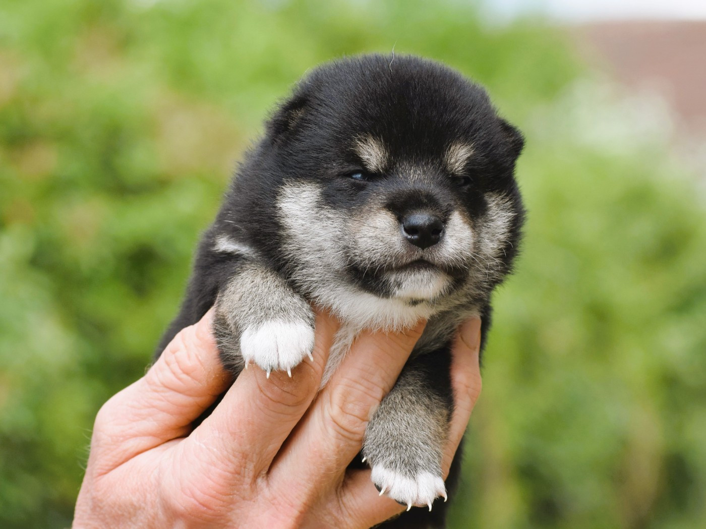De La Folle Emprise - Chiots disponibles - Shiba