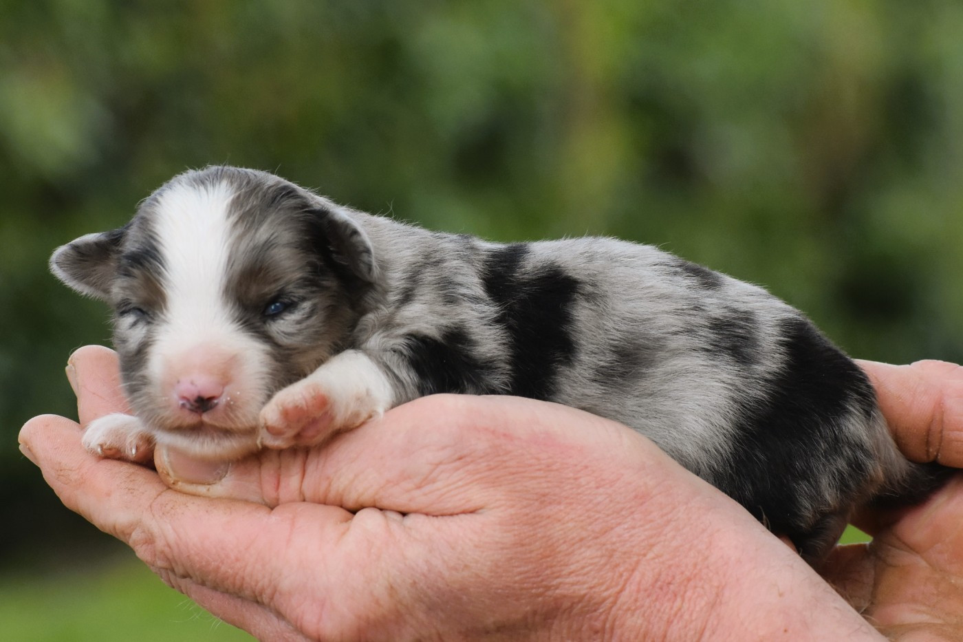 De La Folle Emprise - Chiots disponibles - Berger Américain Miniature 