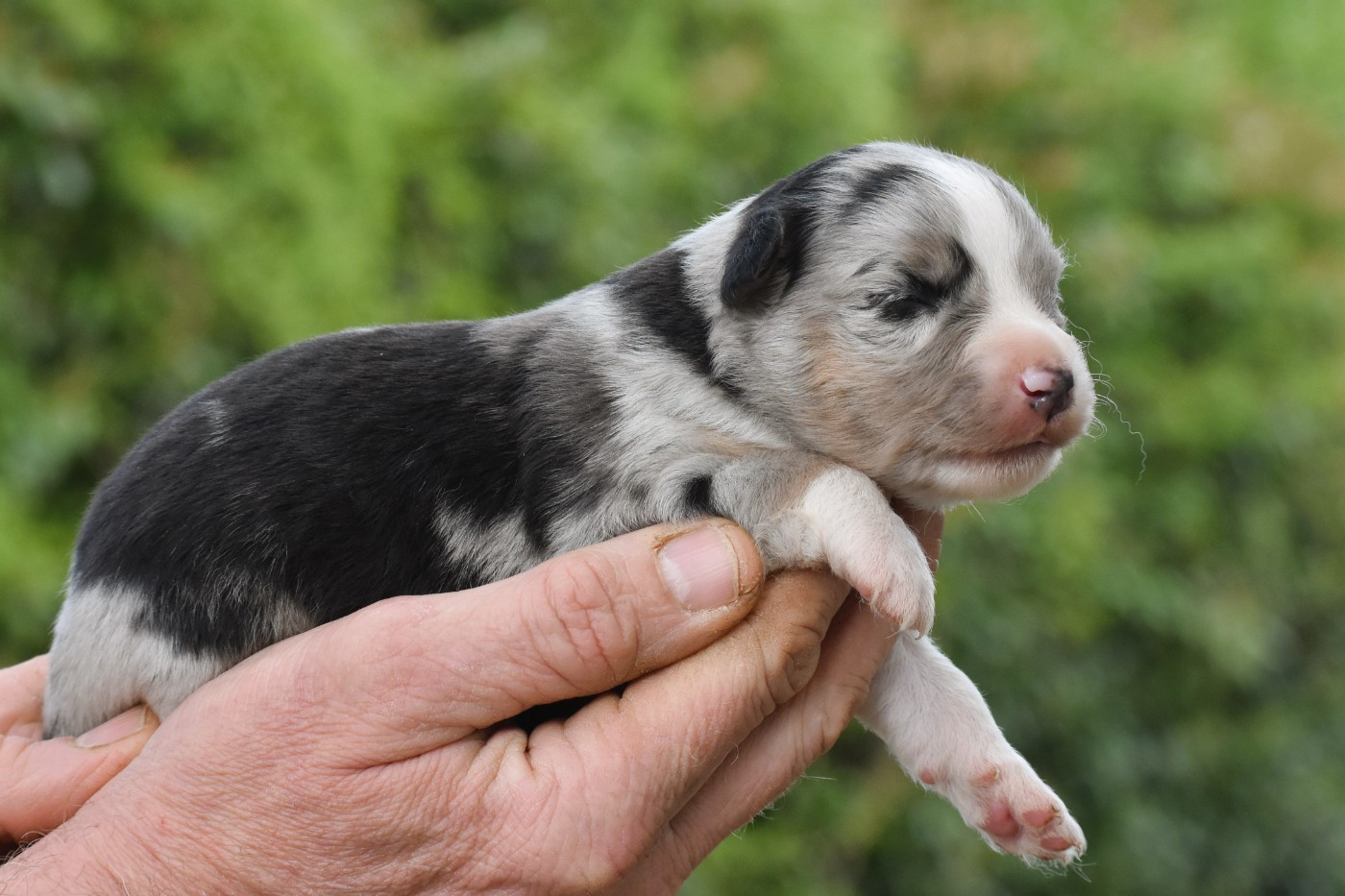 De La Folle Emprise - Chiots disponibles - Berger Américain Miniature 