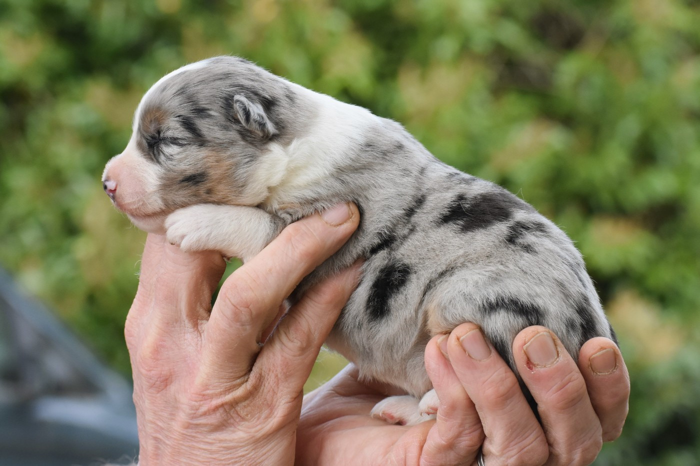 De La Folle Emprise - Chiots disponibles - Berger Américain Miniature 