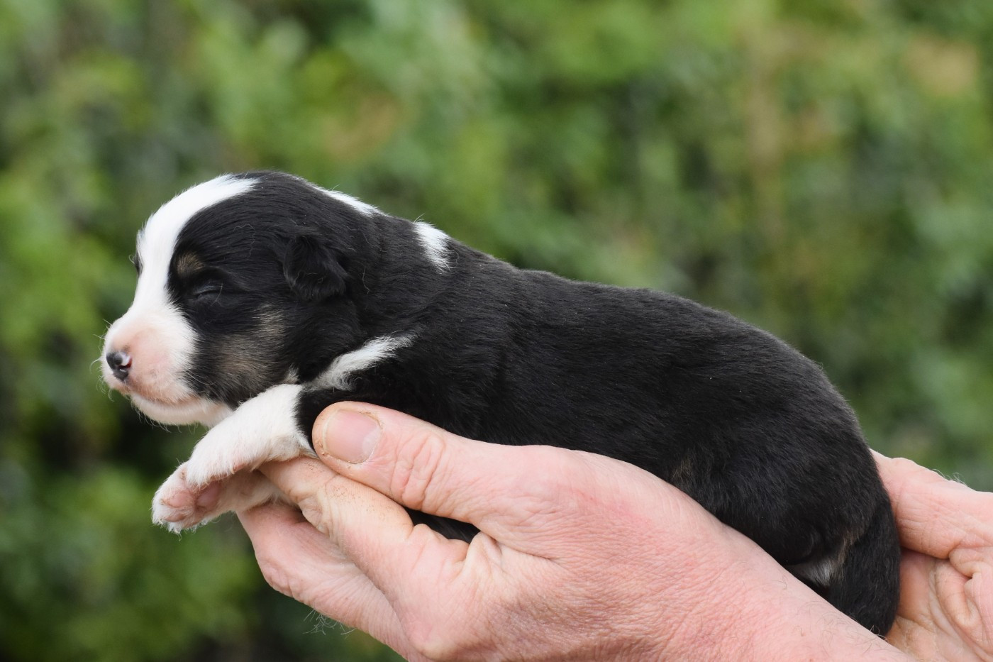 De La Folle Emprise - Chiots disponibles - Berger Américain Miniature 