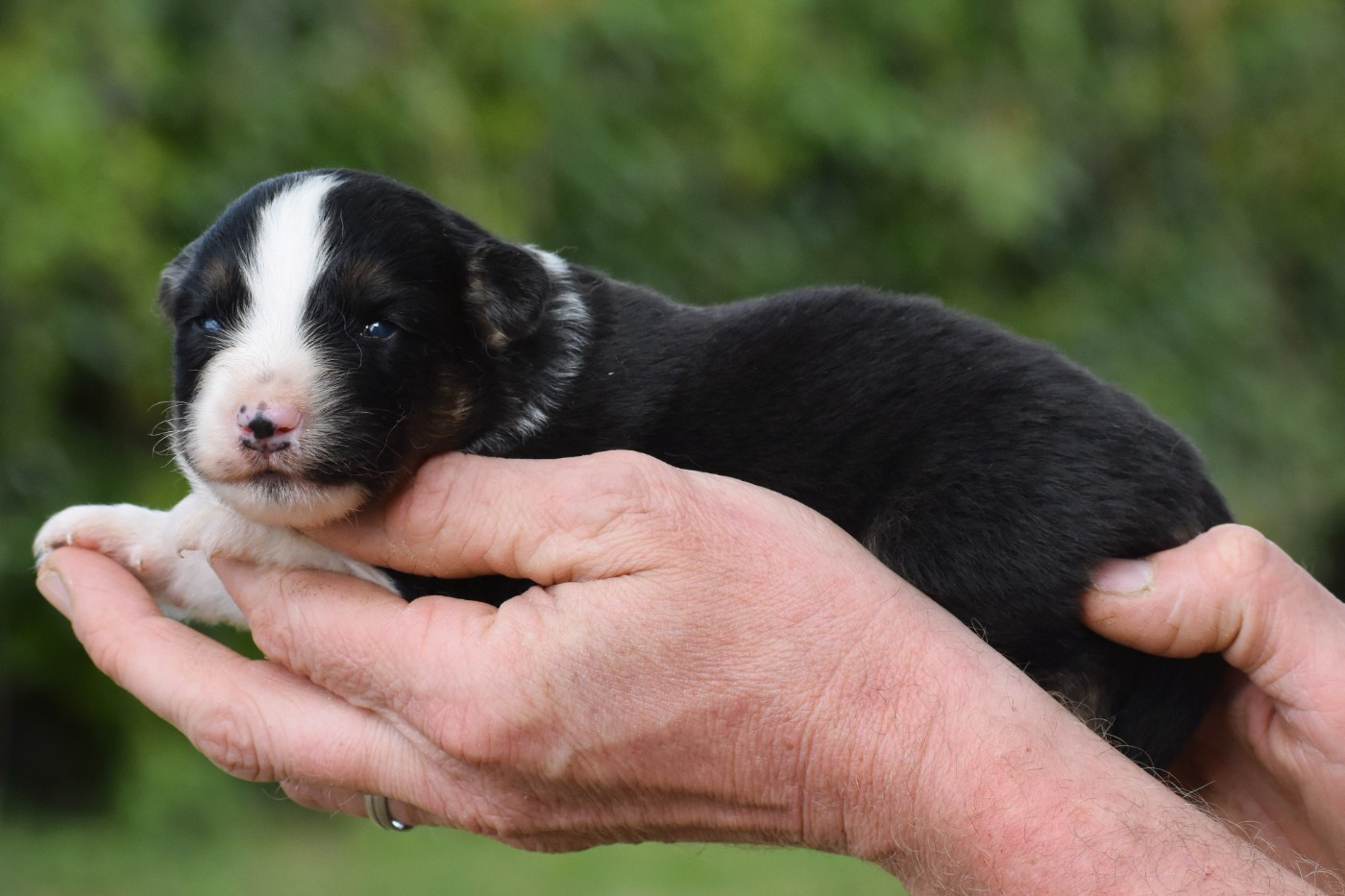 De La Folle Emprise - Chiots disponibles - Berger Américain Miniature 