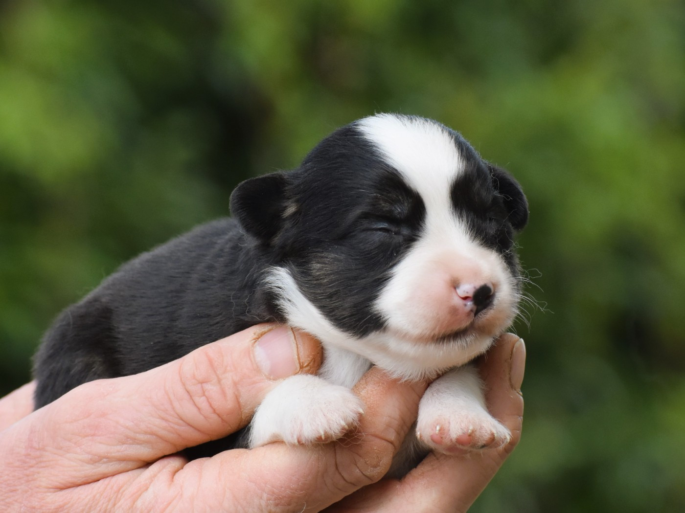 De La Folle Emprise - Chiots disponibles - Berger Américain Miniature 