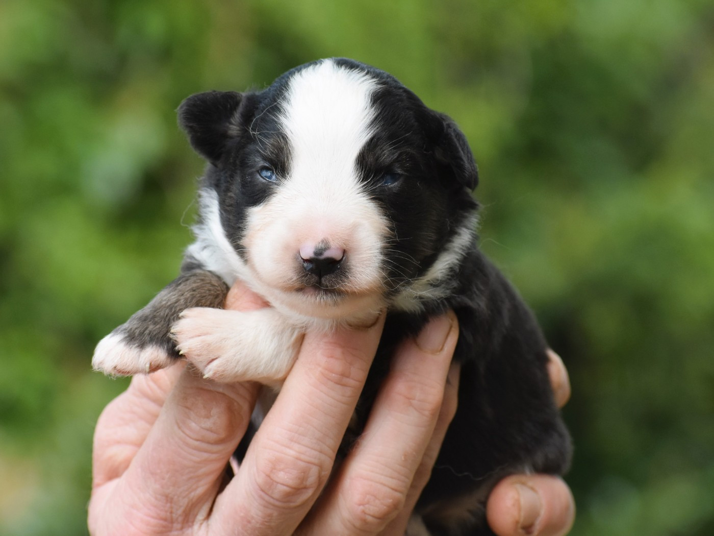 De La Folle Emprise - Chiots disponibles - Berger Américain Miniature 