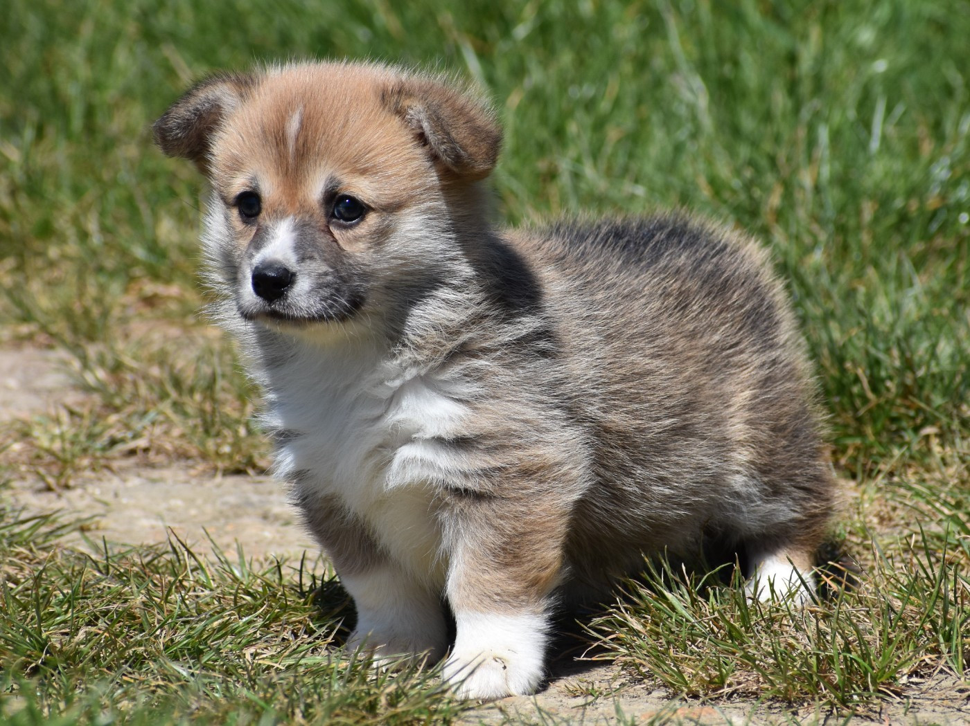 De La Folle Emprise - Chiots disponibles - Welsh Corgi Pembroke