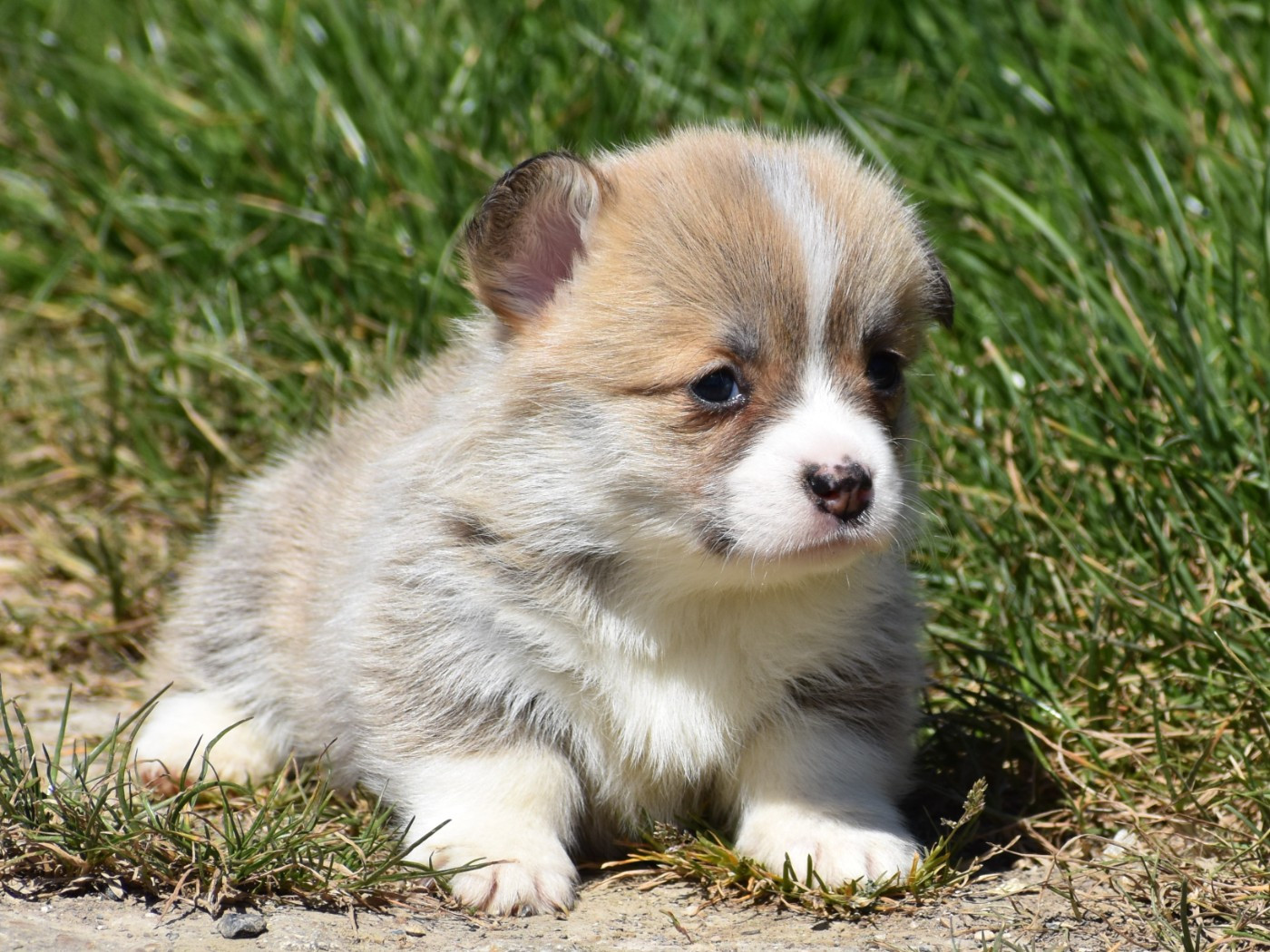 De La Folle Emprise - Chiots disponibles - Welsh Corgi Pembroke