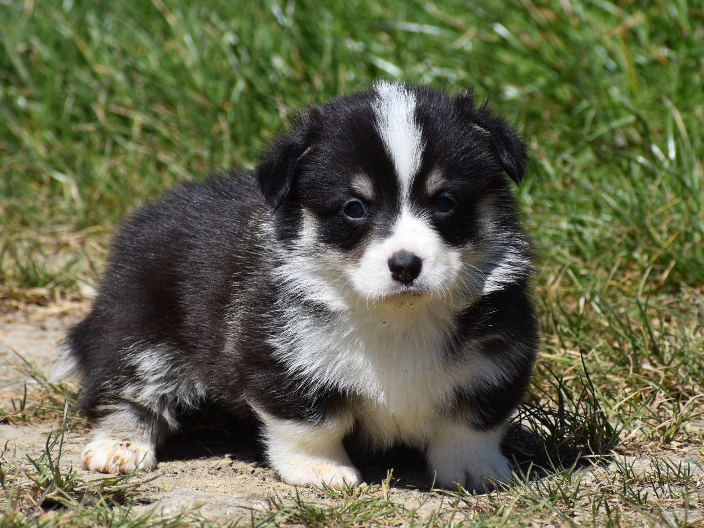 De La Folle Emprise - Chiots disponibles - Welsh Corgi Pembroke