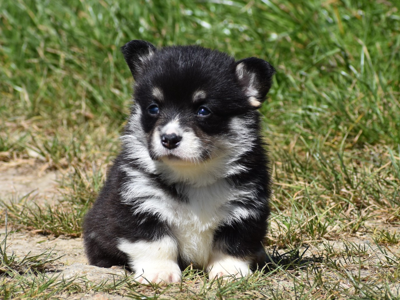 De La Folle Emprise - Chiots disponibles - Welsh Corgi Pembroke