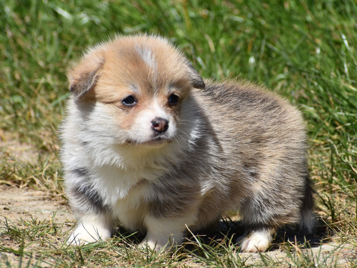 De La Folle Emprise - Chiots disponibles - Welsh Corgi Pembroke