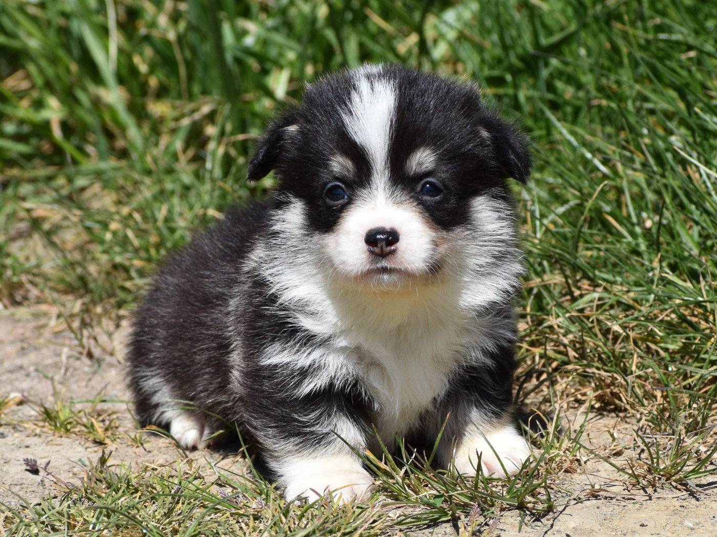 De La Folle Emprise - Chiots disponibles - Welsh Corgi Pembroke
