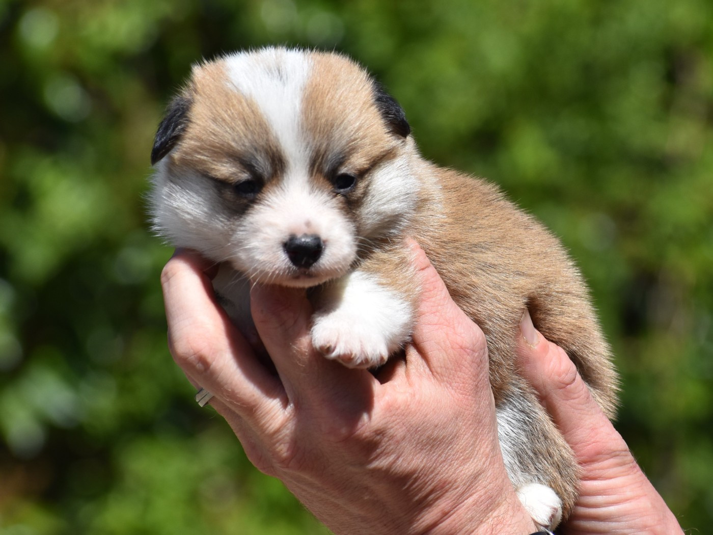 De La Folle Emprise - Chiots disponibles - Welsh Corgi Pembroke