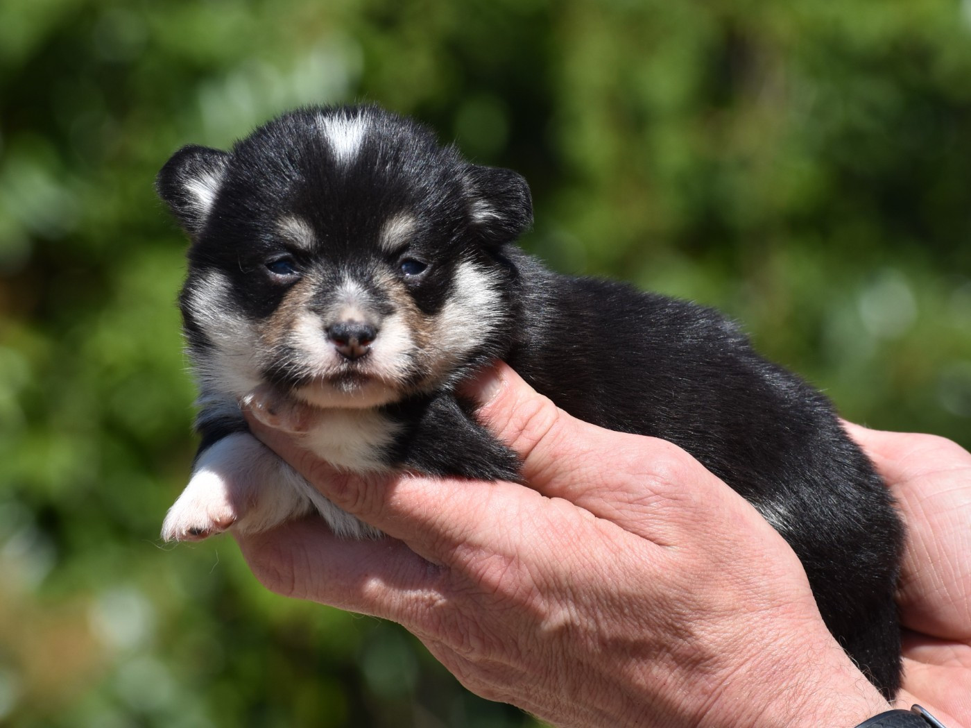 De La Folle Emprise - Chiots disponibles - Welsh Corgi Pembroke