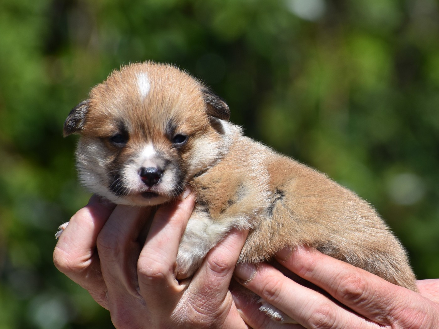 De La Folle Emprise - Chiots disponibles - Welsh Corgi Pembroke