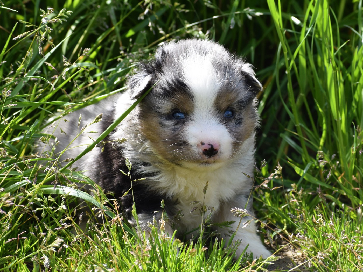 De La Folle Emprise - Chiots disponibles - Berger Américain Miniature 