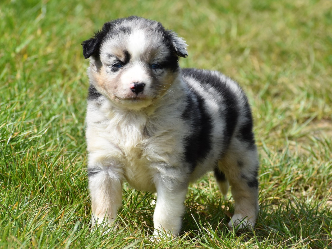 De La Folle Emprise - Chiots disponibles - Berger Américain Miniature 