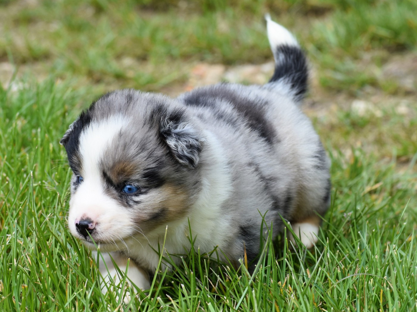 De La Folle Emprise - Chiots disponibles - Berger Américain Miniature 