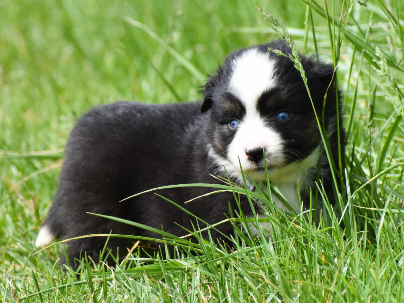 De La Folle Emprise - Chiots disponibles - Berger Américain Miniature 