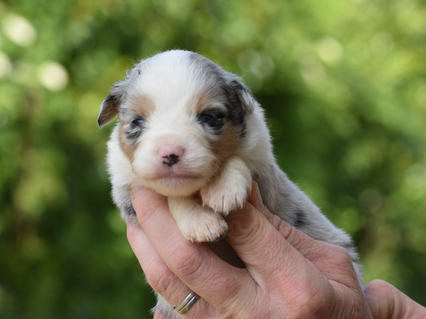 De La Folle Emprise - Chiots disponibles - Berger Américain Miniature 