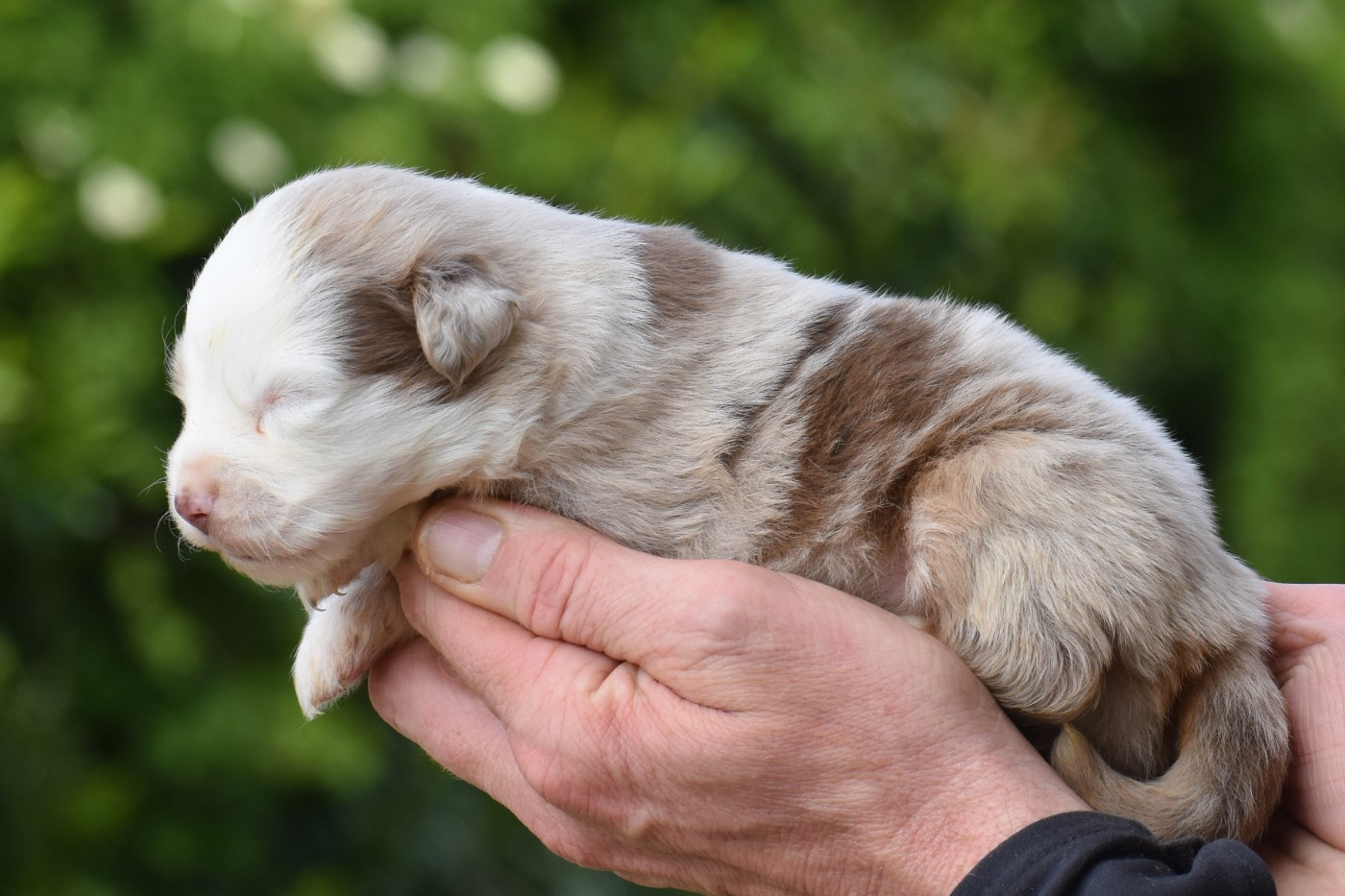 De La Folle Emprise - Chiots disponibles - Berger Américain Miniature 