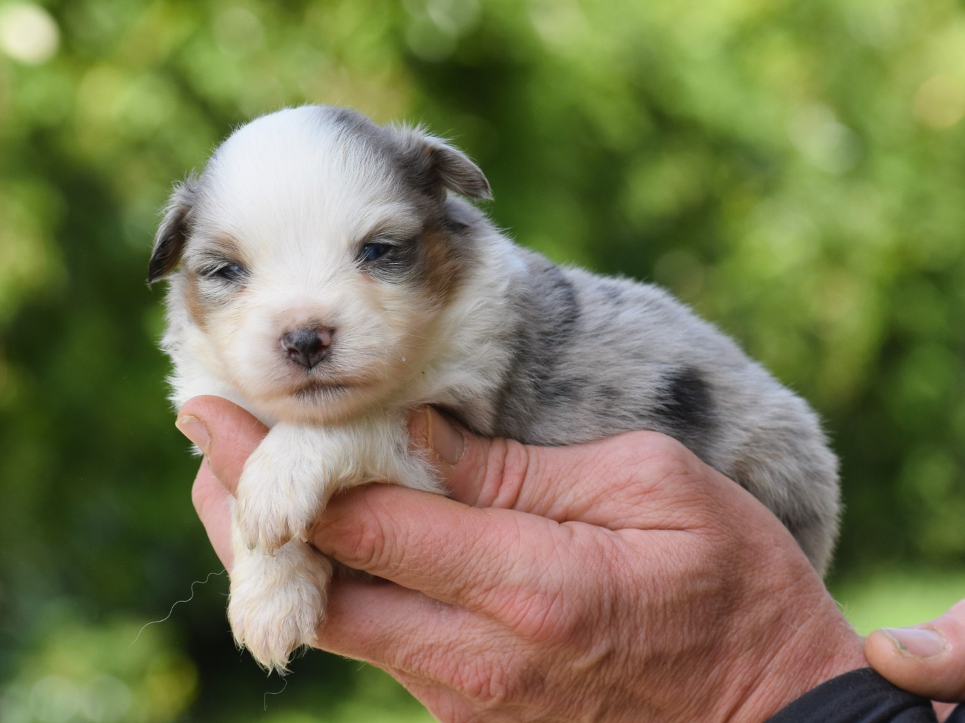 De La Folle Emprise - Chiots disponibles - Berger Américain Miniature 