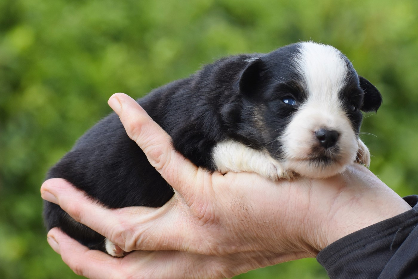 De La Folle Emprise - Chiots disponibles - Berger Américain Miniature 