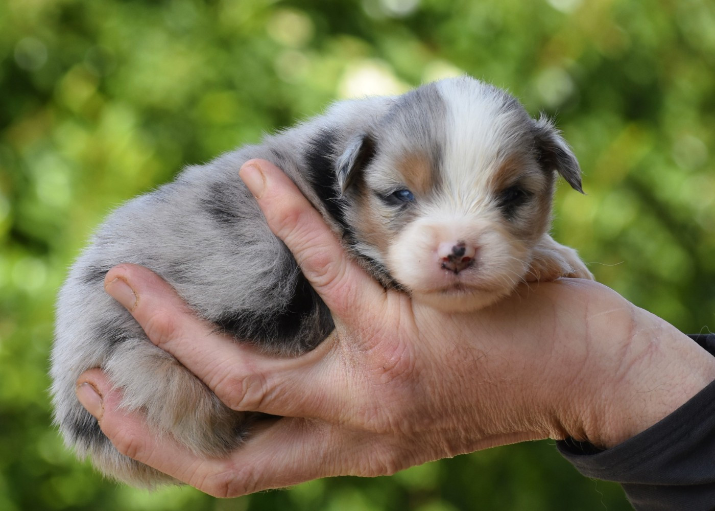 De La Folle Emprise - Chiots disponibles - Berger Américain Miniature 