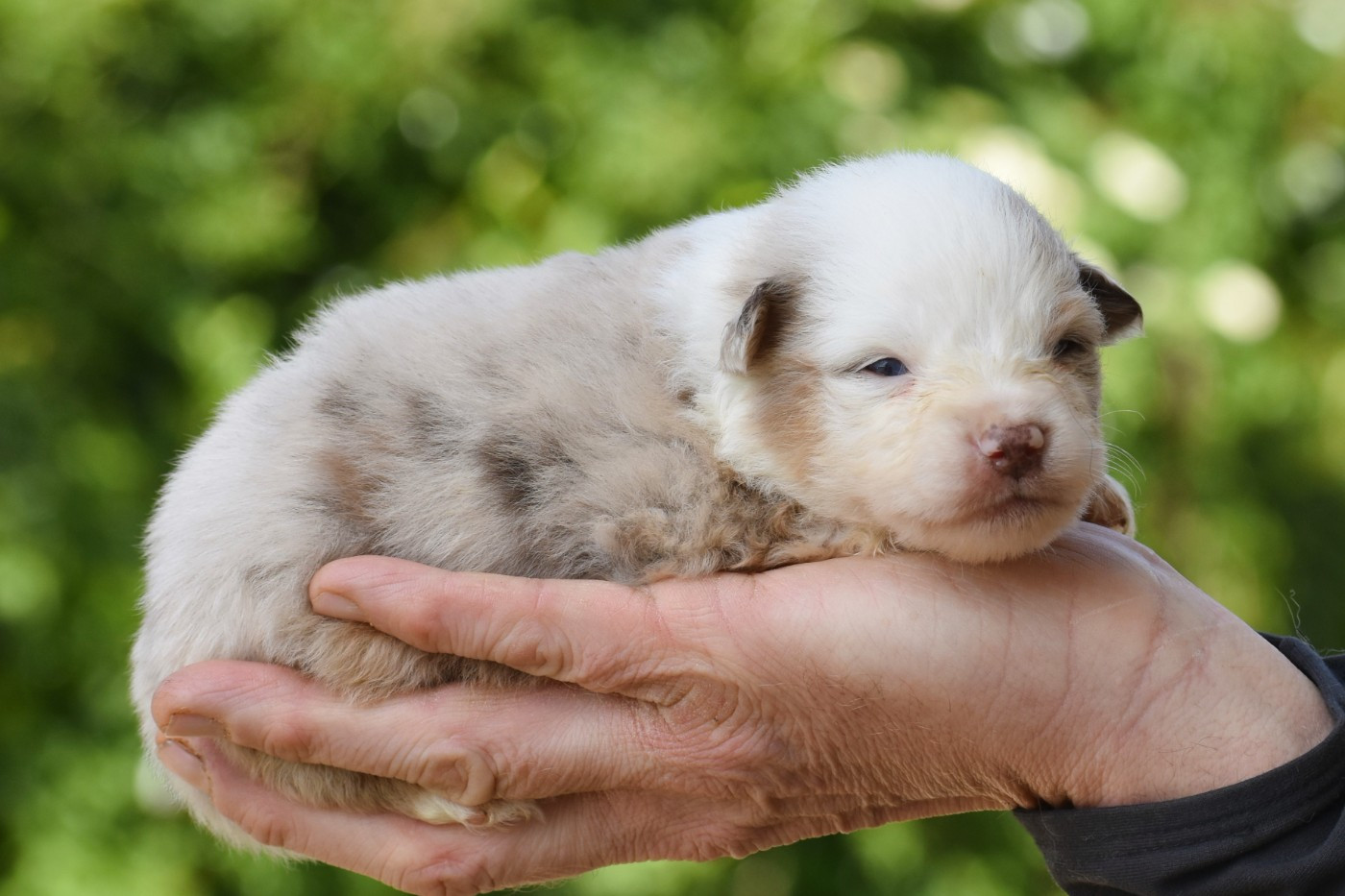 De La Folle Emprise - Chiots disponibles - Berger Américain Miniature 