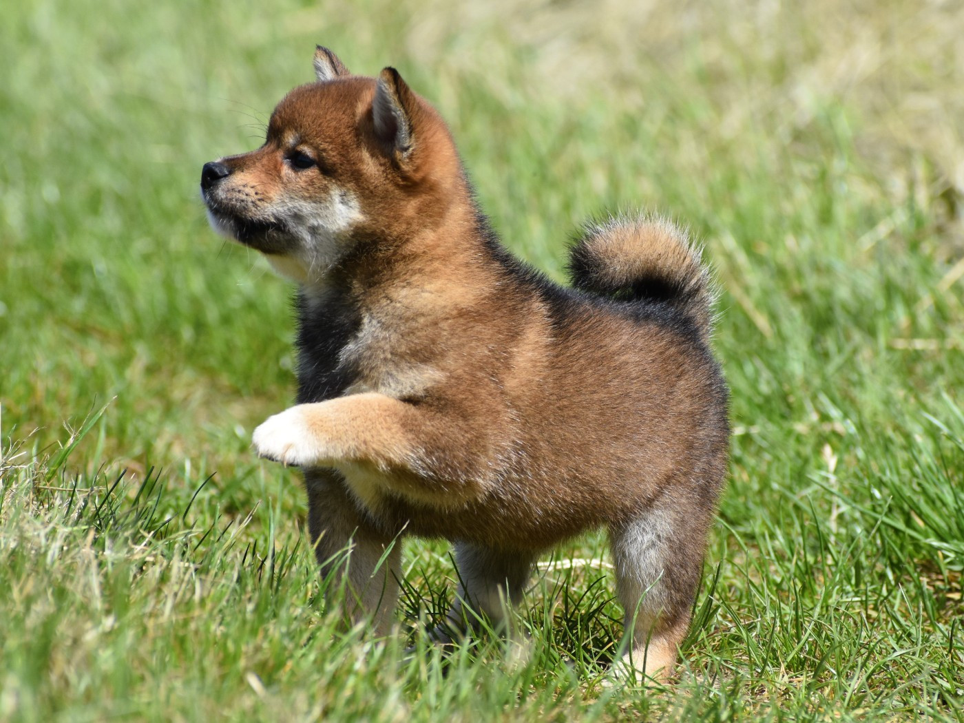 De La Folle Emprise - Chiots disponibles - Shiba