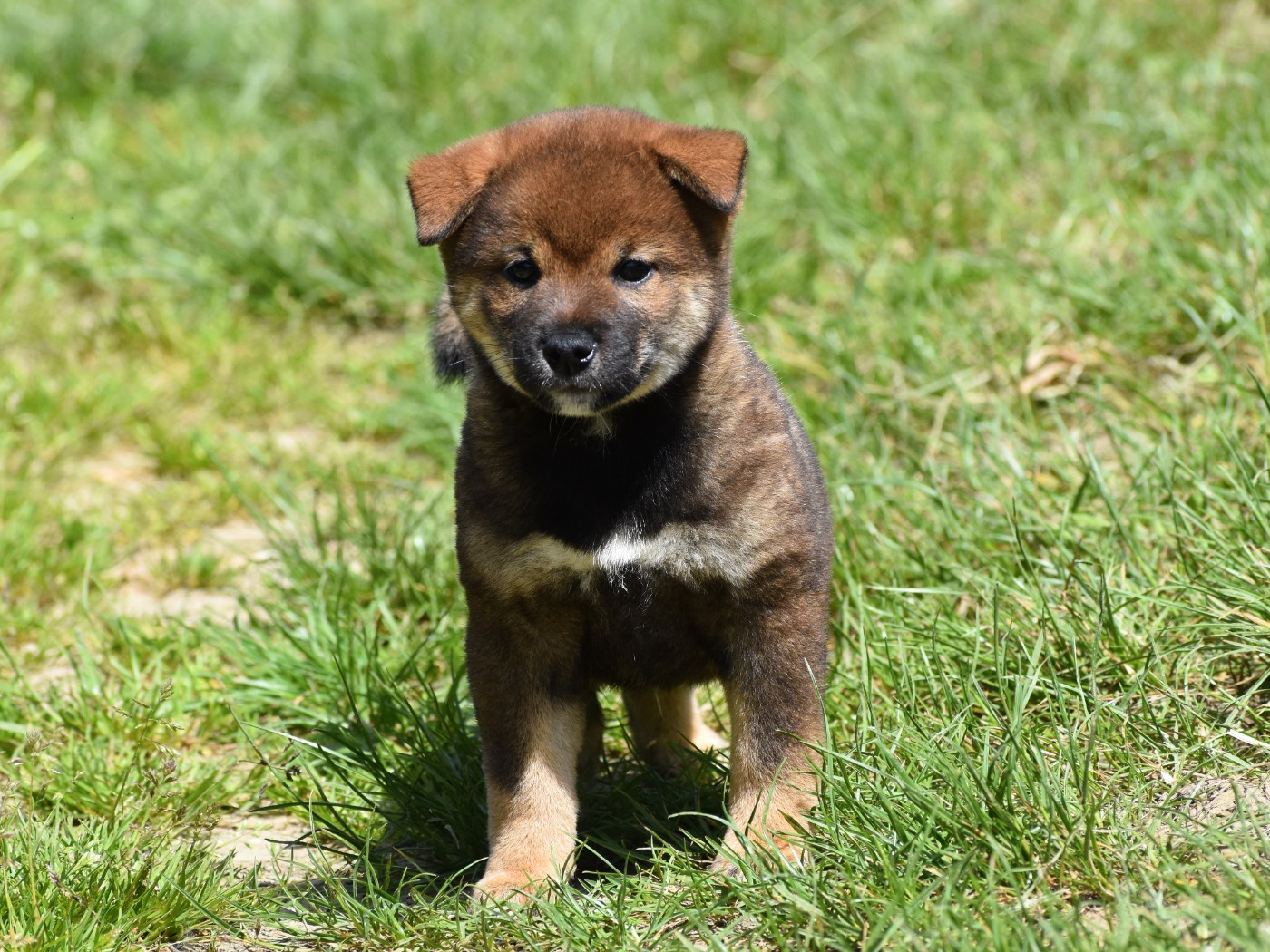 De La Folle Emprise - Chiots disponibles - Shiba