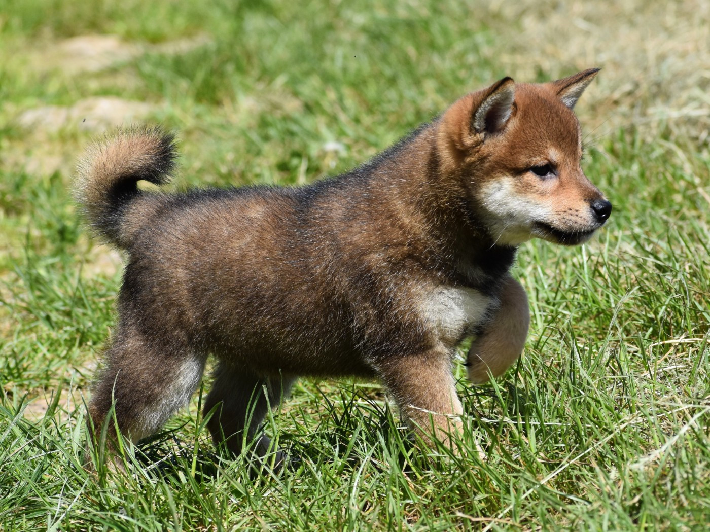 De La Folle Emprise - Chiots disponibles - Shiba
