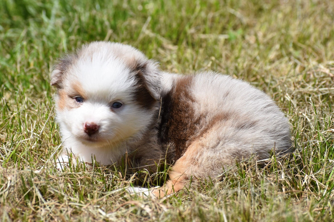 De La Folle Emprise - Chiots disponibles - Berger Américain Miniature 