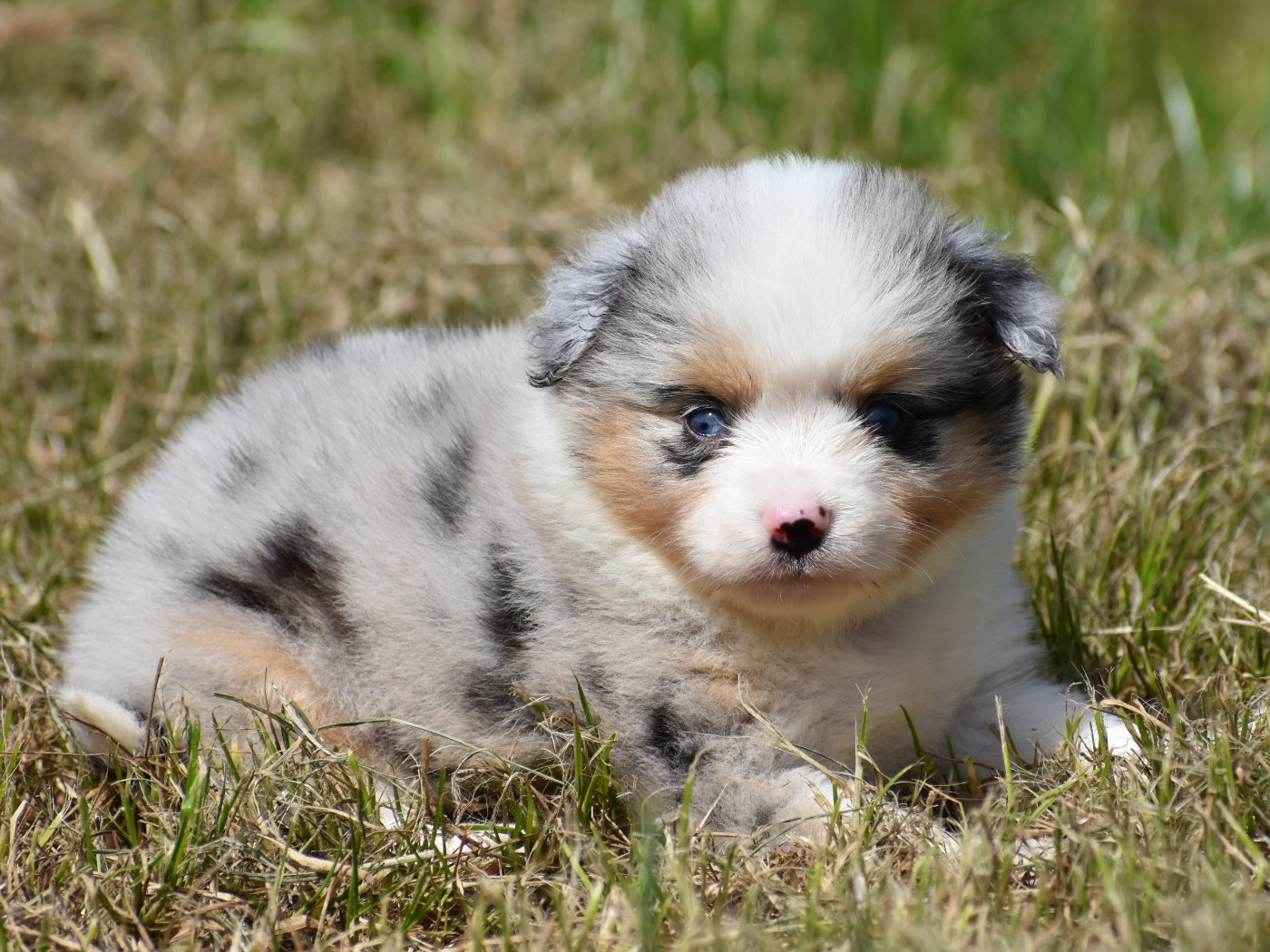 De La Folle Emprise - Chiots disponibles - Berger Américain Miniature 